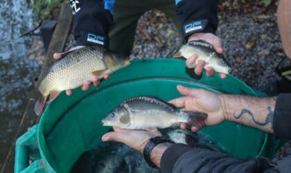 Fish Stocking/Netting