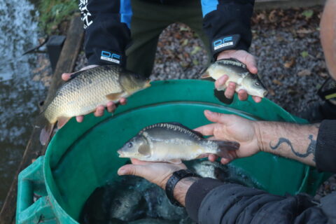 Fish Stocking/Netting