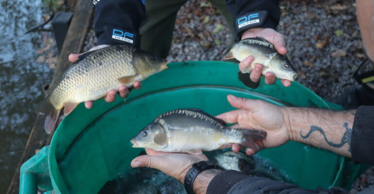 Fish Stocking/Netting
