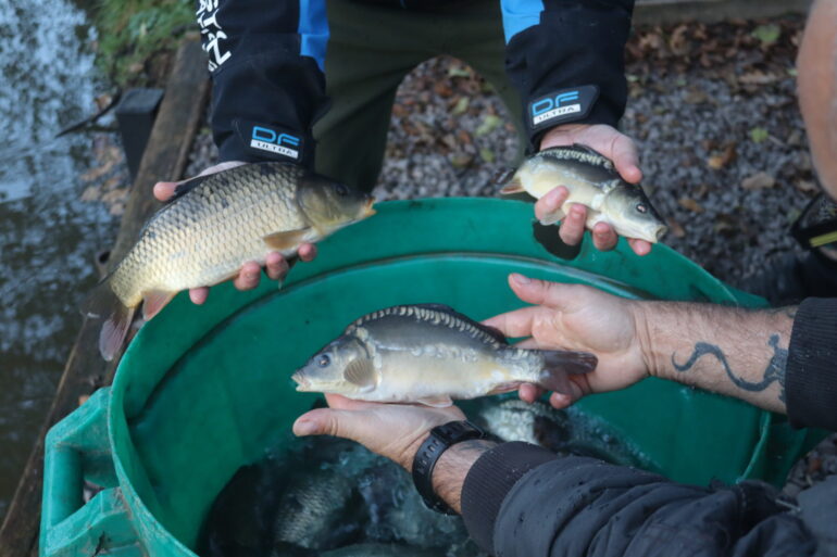 Fish Stocking/Netting