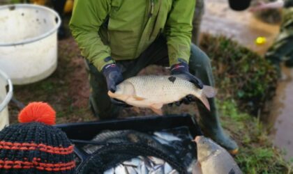 Woodstock 2026 Netting