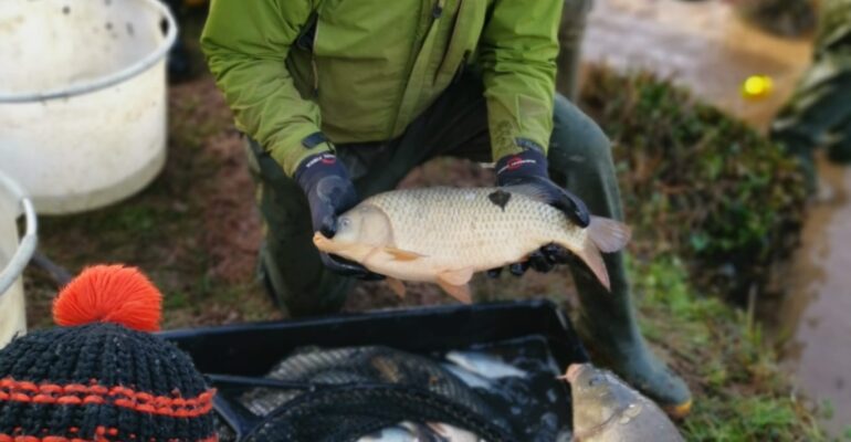 Woodstock 2026 Netting